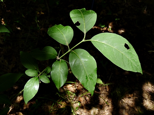 {Euonymus atropurpureus}